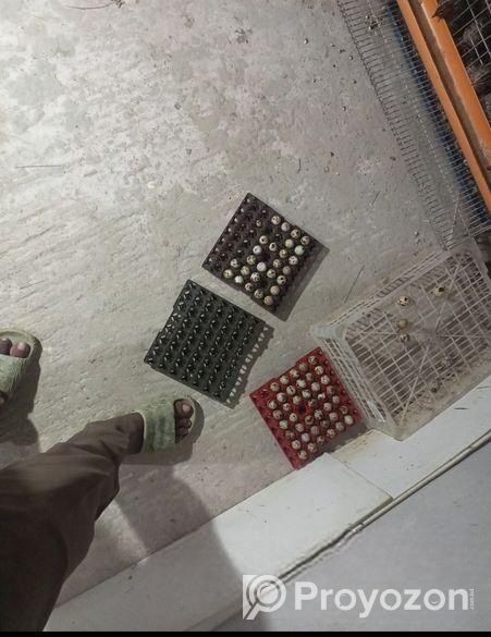 জাপানি কোয়েল পাখির ডিম বিক্রি হবে