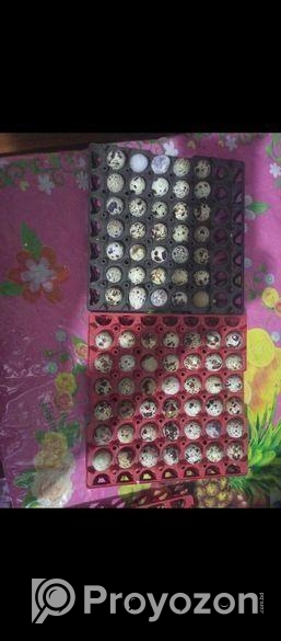 জাপানি কোয়েল পাখির ডিম বিক্রি হবে
