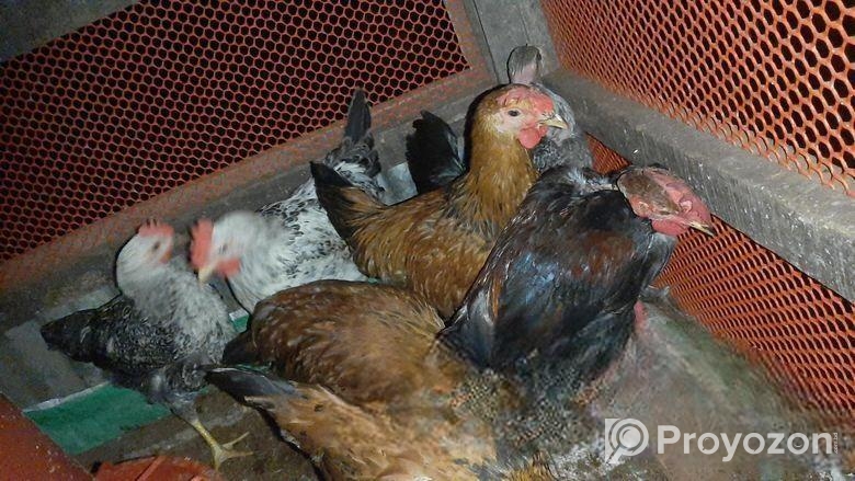 দেশি মুরগি বিক্রি করা হবে
