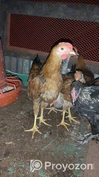 দেশি মুরগি বিক্রি করা হবে