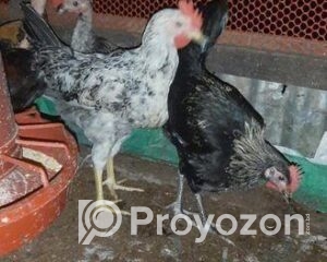 fitted-2025-11-06T100054.629_2025-11-06_10-02-25-1