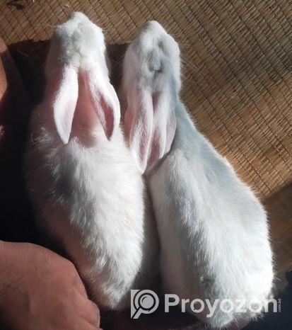 খরগোশ, Khorgos