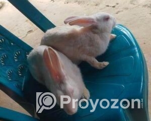 fitted-2025-11-06T102555.668_2025-11-06_10-26-25