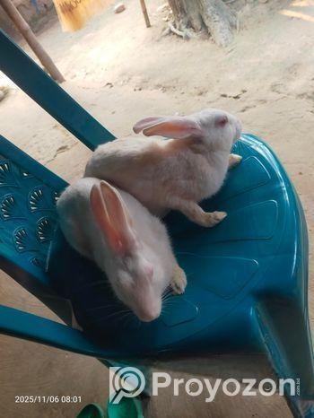 খরগোশ, Khorgos