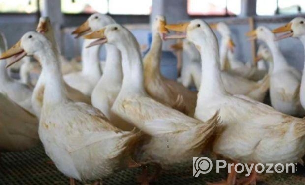 পিকিং স্টার ১৩