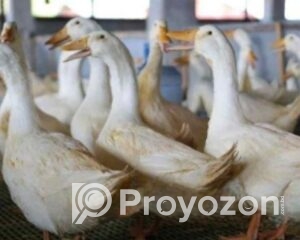 fitted-2025-11-06T103041.323_2025-11-06_10-31-27