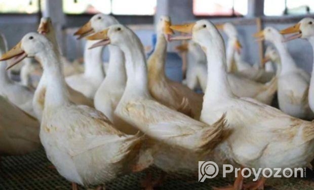 পিকিং স্টার ১৩