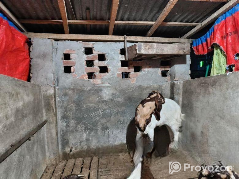 খাসি ছাগল