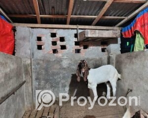 fitted-2025-11-06T103049.524_2025-11-06_10-34-25