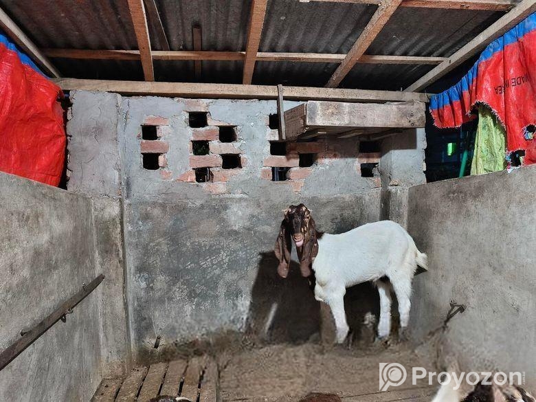 খাসি ছাগল