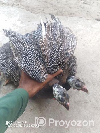 তিতির মুরগি