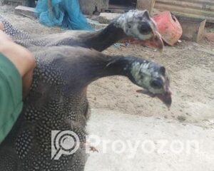 fitted-2025-11-06T103340.014_2025-11-06_10-34-08