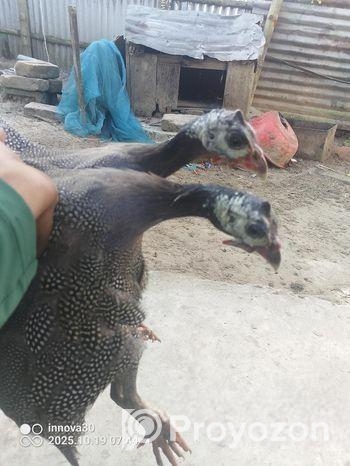 তিতির মুরগি