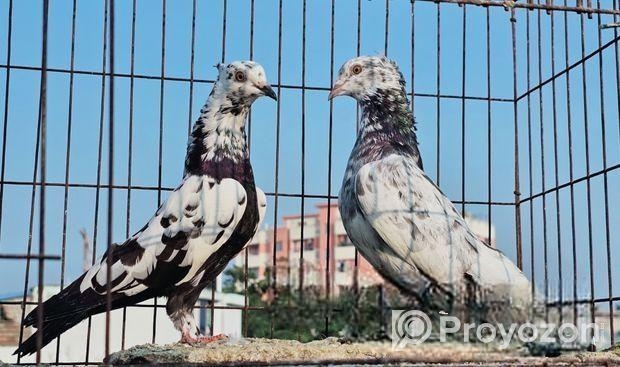 গিরিবাজ কবুতর