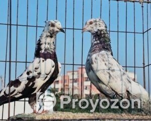 fitted-2025-11-06T103551.531_2025-11-06_10-37-07