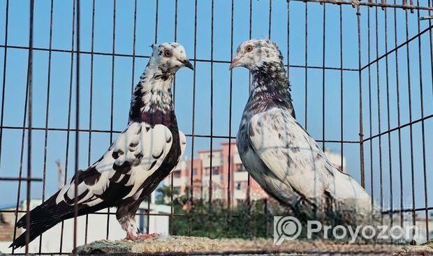 গিরিবাজ কবুতর