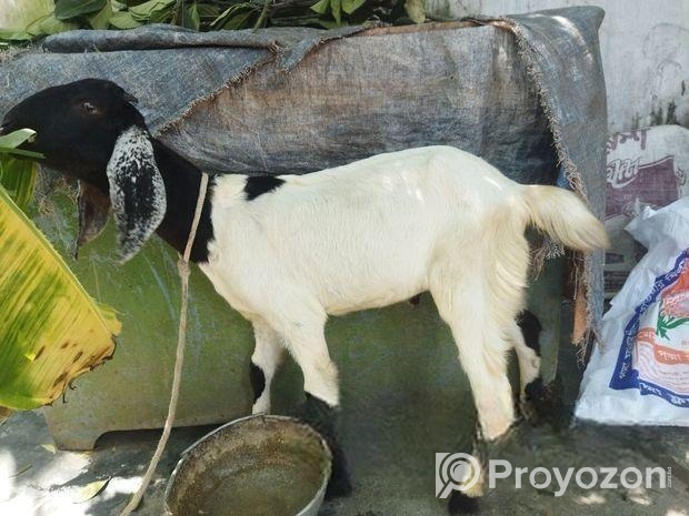 খাসি ছাগল বিক্রি