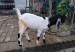 খাসি ছাগল বিক্রি