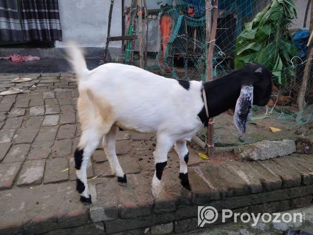 খাসি ছাগল বিক্রি