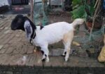 খাসি ছাগল বিক্রি