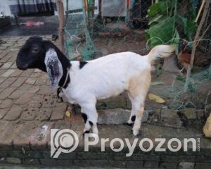 fitted-2025-11-06T103851.206_2025-11-06_10-39-43