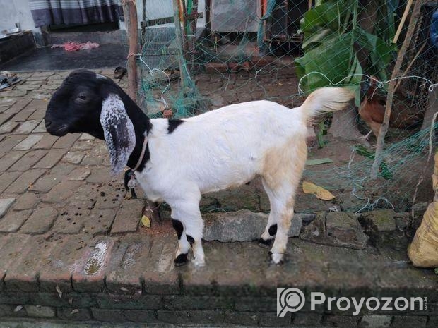 খাসি ছাগল বিক্রি