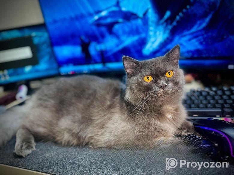 Persian Male For Sale