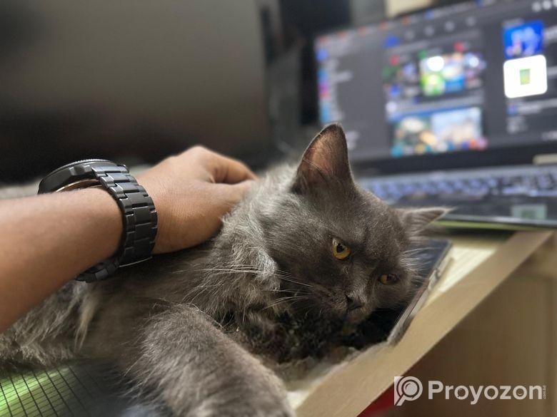 Persian Male For Sale