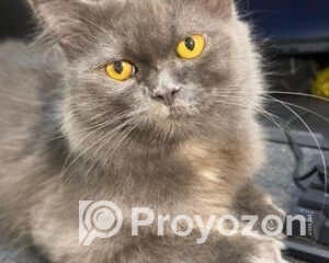 fitted-2025-11-06T105531.769_2025-11-06_10-57-00