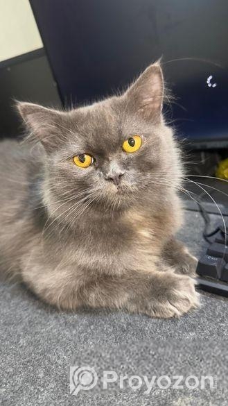 Persian Male For Sale