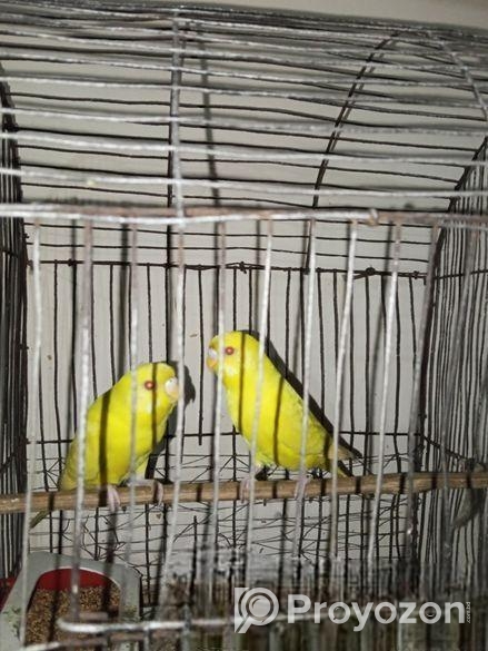 লুটিনো বাজরিগার