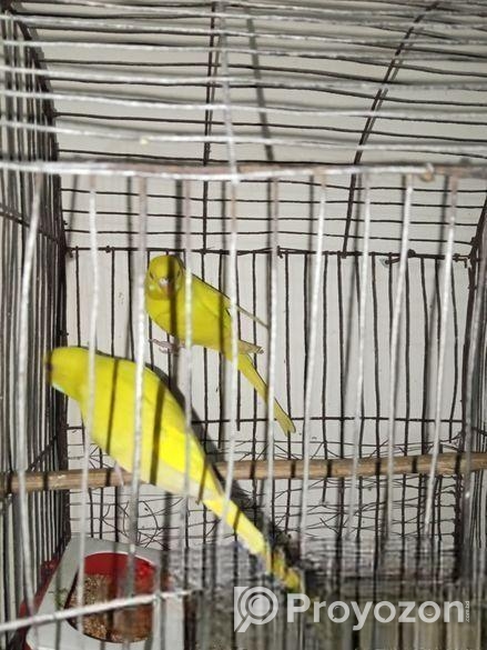 লুটিনো বাজরিগার