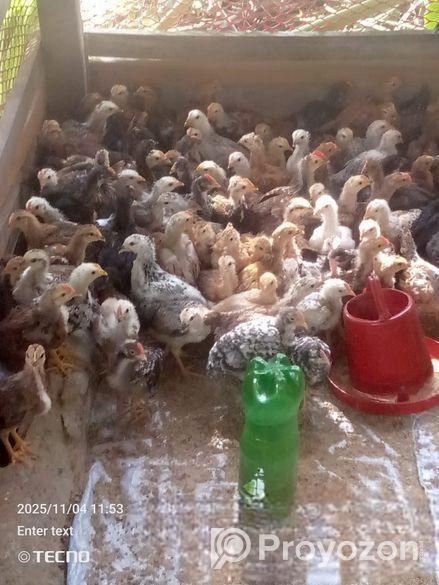 দেশি মুরগির বাচ্চা