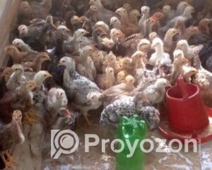 fitted-2025-11-06T114107.727_2025-11-06_11-41-49