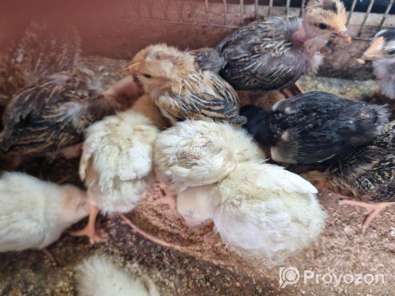 সাদা চিনা হা্সের বাচ্চা ও দেশী মুরগির