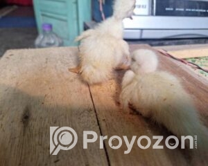 fitted-2025-11-06T115727.448_2025-11-06_11-58-56