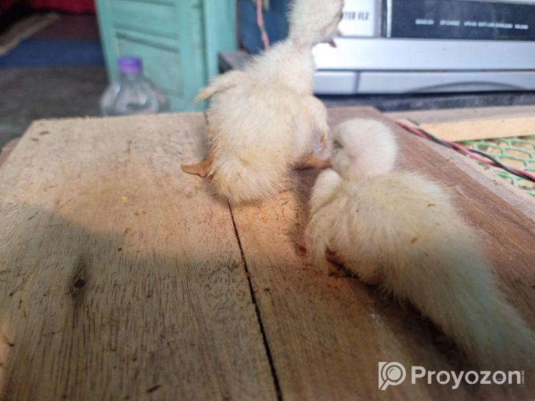 সাদা চিনা হা্সের বাচ্চা ও দেশী মুরগির