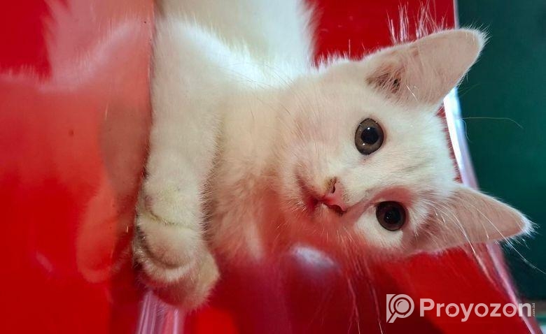 persian cat 2+month
