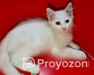 fitted-2025-11-15T104648.318_2025-11-15_10-48-22