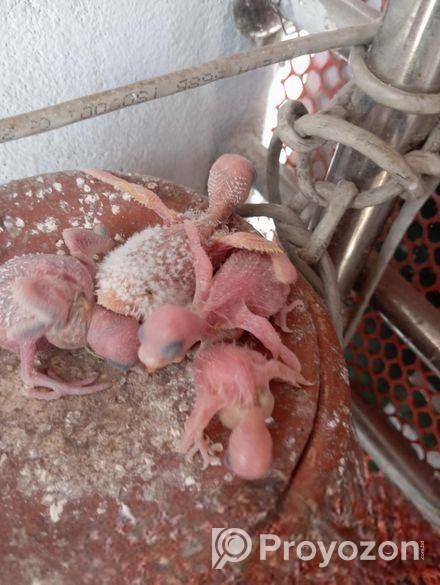 টিম সাইজ বাজরিকা