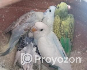 fitted-2025-11-15T110319.256_2025-11-15_11-04-47