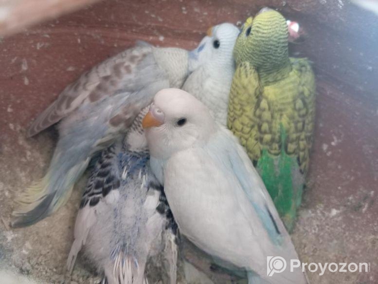 টিম সাইজ বাজরিকা