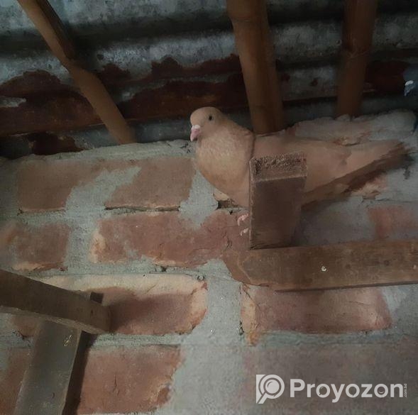 অ্যালুমিনিয়াম বডি গিয়ার সাইকেল