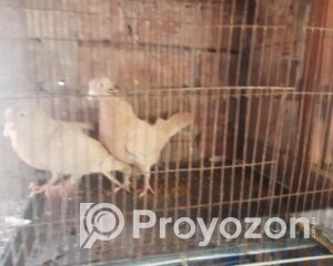 fitted-2025-11-16T094615.455_2025-11-16_09-47-20