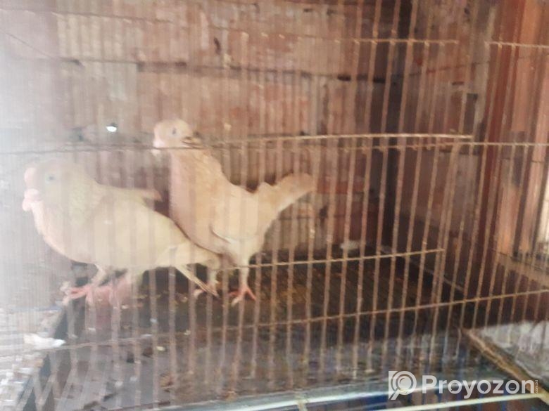 একজোড়া কমলা কবুতর বিক্রি করা হবে