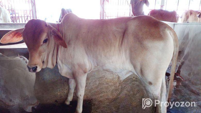 উন্নত জাতের এড়ে বাছুর (বাছুর নং ২৬)