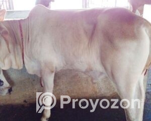 fitted-2025-11-16T103204.399_2025-11-16_10-33-58