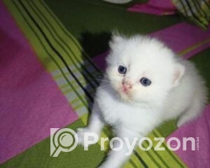 fitted-2025-11-17T093432.271_2025-11-17_09-35-50