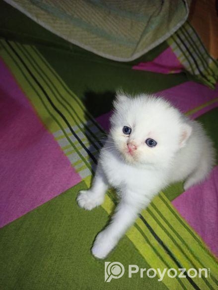 Persian Cat