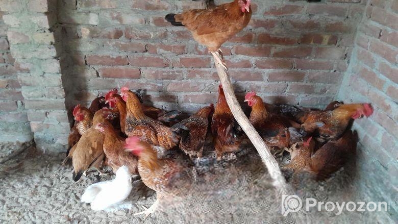 বড় টাইগার মুরগি